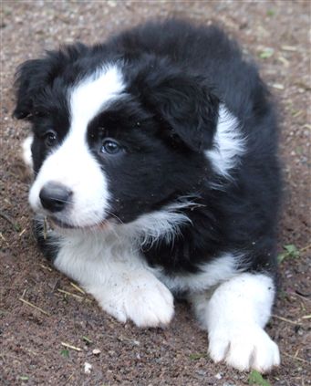 Click for large image