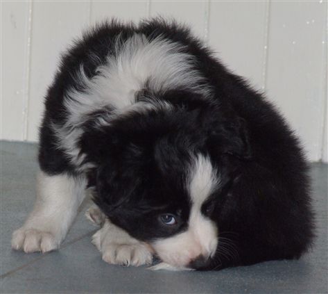 Click for large image