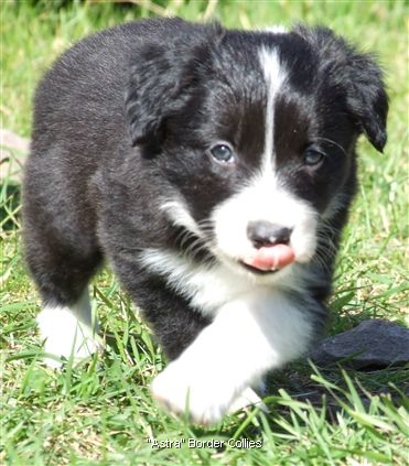 Click for large image