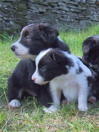 Click for large image