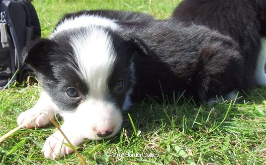 Click for large image