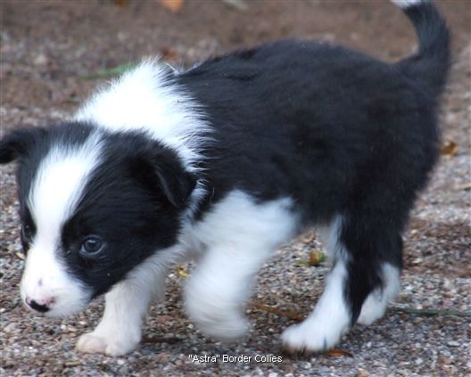 Click for large image