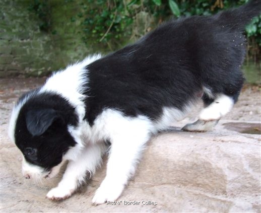 Click for large image