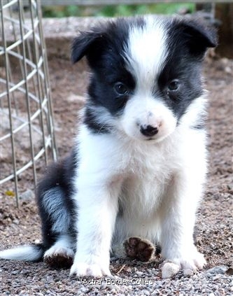 Click for large image