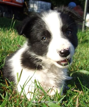 Click for large image