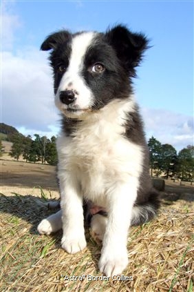 Click for large image