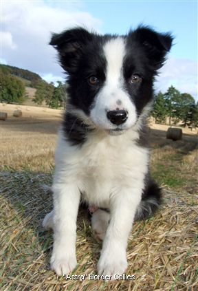 Click for large image