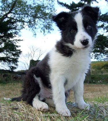 Click for large image