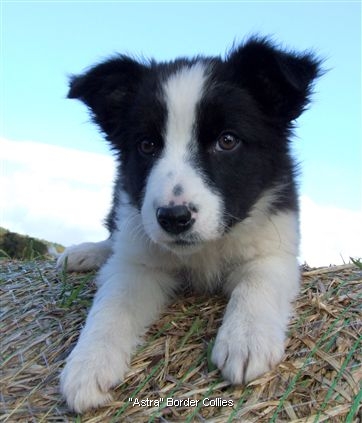 Click for large image