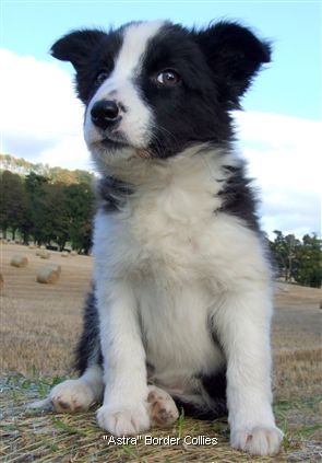 Click for large image