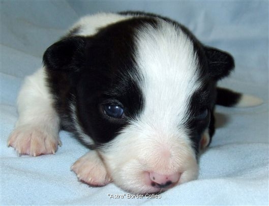 Click for large image