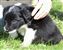 Puppy no 4 - Astra Hawk x Astra Jet litter 2010