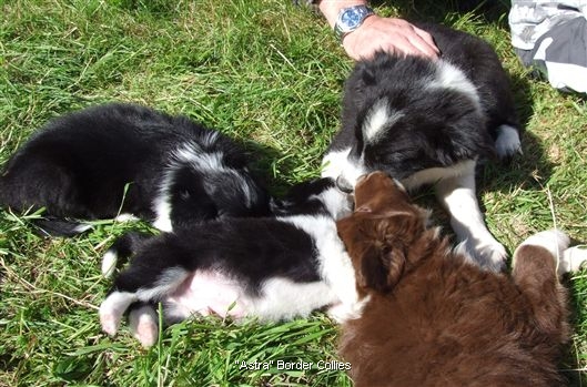 Click for large image