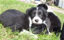 Click for large image