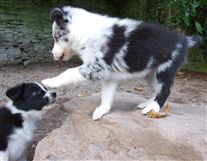 Click for large image