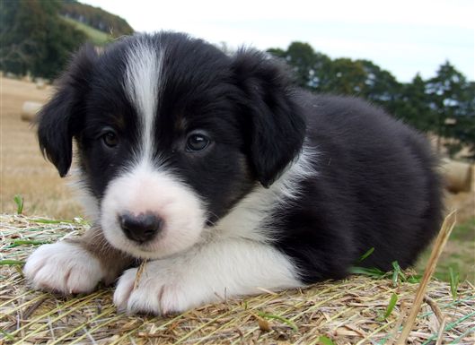 Click for large image