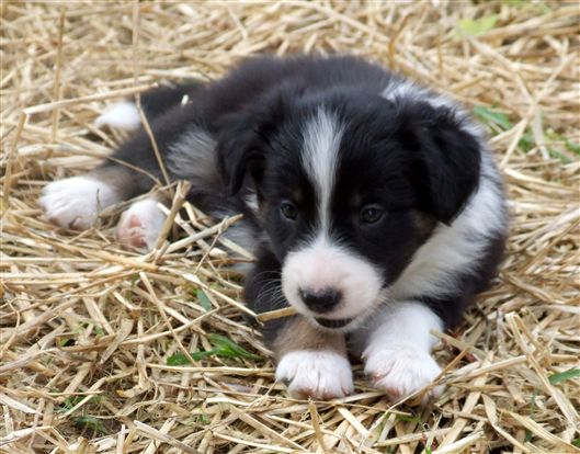 Click for large image