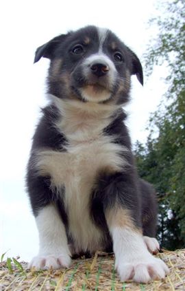 Click for large image