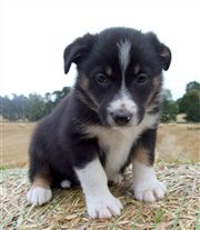 Click for large image