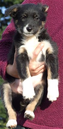 Click for large image