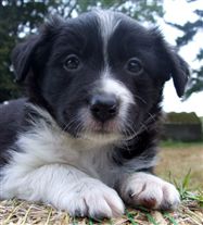 Click for large image