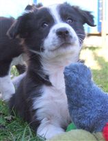 Click for large image