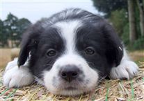 Click for large image