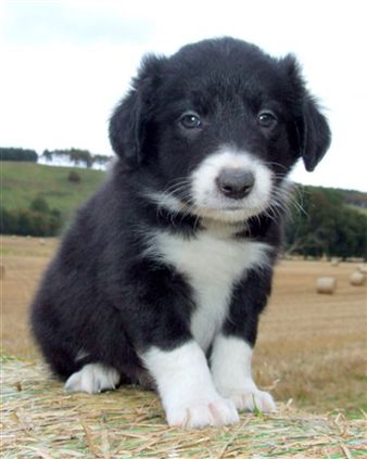 Click for large image