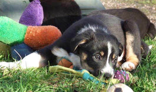 Click for large image