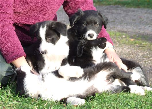 Click for large image