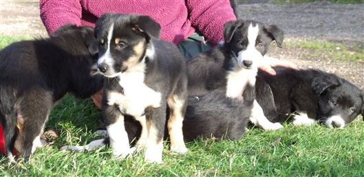 Click for large image