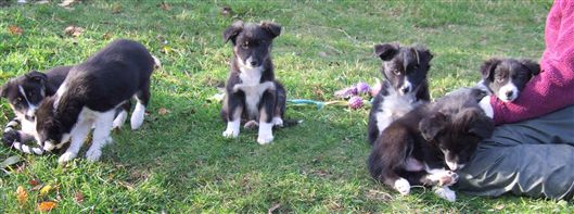 Click for large image